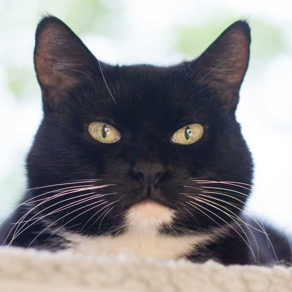 Gesicht einer schwarz-weißen Katze, die in die Kamera schaut